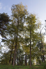 Photo of acacia trees backlit by reflected light.
