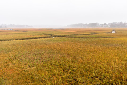 Swath of grassy coastal marshland on a foggy autumn day. Cape Cod, MA, USA.