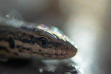 portrait de lézard