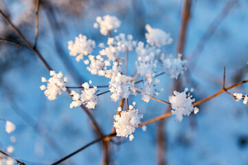 Winter background with dry plant covered with rime and snow, selective focus. Abstract, texture effect