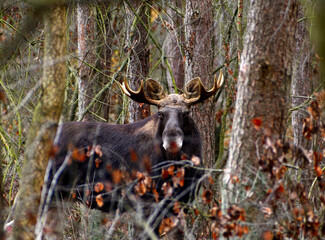 Łoś euroazjatycki (Alces alces). © Kajetan