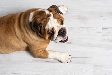 Obraz premium Top view as dog lies against white background. The English Bulldog is a purebred dog with a pedigree. The breed of dog belongs to the moloss group.