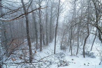 Snow covered mountain forest on a foggy winter day