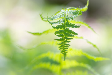 macro shot of fern leaves