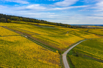 Obraz premium View from above of the autumnal colored vineyards of Kiedrich / Germany in the Rheingau