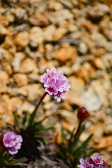 native flowers of patagonia that grow in the height