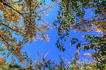 Vivid green, yellow, red and orange leaves of a cherry tree in a garden during a sunny autumn day, beautiful outdoor background photographed with soft focus.
