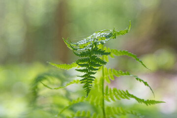 close-up of fern leaf in the forest