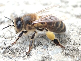 close up of bee on a flower