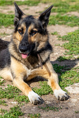 Young beautiful dog German shepherd lying on the ground in sunny summer day