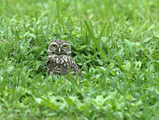 Brown burrowing owl with white spots and yellow eyes is off center as it is surrounded by green grass with a blurred foreground and background.
