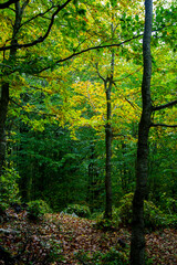 Fototapeta na wymiar colorful texture of autumn trees