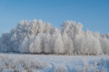 Obraz na płótnie Canvas trees covered with snow