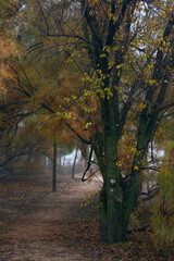 Winding road in a forest in autumn