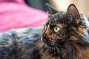 tortoiseshell cat