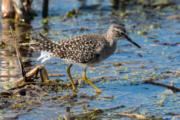 Chevalier sylvain, .Tringa glareola , Wood Sandpiper