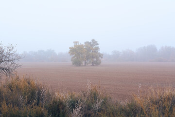 Field with a tree on a foggy day