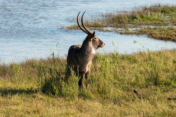 Cobe à croissant , Waterbuck,  Kobus ellipsiprymnus, Parc national du Pilanesberg, Afrique du Sud