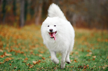 A Samoyed dog is running fast in the autumn park. White fluffy purebred dog outdoors.