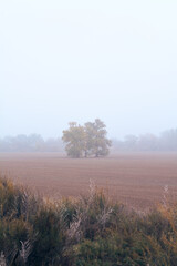 Obraz na płótnie Canvas Field with a tree on a foggy day