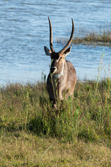 Cobe à croissant , Waterbuck,  Kobus ellipsiprymnus, Parc national du Pilanesberg, Afrique du Sud