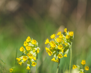 close-up of cowslips