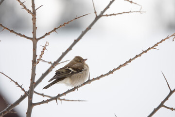 finch sits on a branch in winter in a big frost
