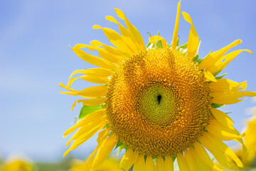 A close up shot of the sunflower, the seeds are clearly visible and the pollen pollen is clear.