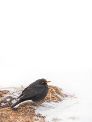 blackbird sits in the snow in cold weather on a white background