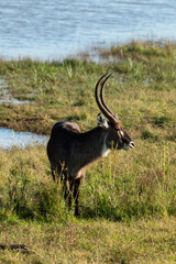Cobe à croissant , Waterbuck,  Kobus ellipsiprymnus, Parc national du Pilanesberg, Afrique du Sud