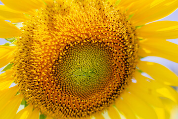 A close up shot of the sunflower, the seeds are clearly visible and the pollen pollen is clear.