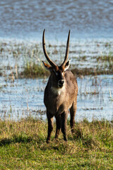 Cobe à croissant , Waterbuck,  Kobus ellipsiprymnus, Parc national du Pilanesberg, Afrique du Sud