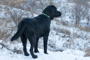 Black Labrador dog peering into the distance