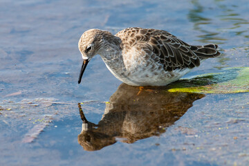 chevalier combattant, Combattant varié, Philomachus pugnax