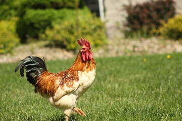 Acercamiento a un gallo paseando por la finca