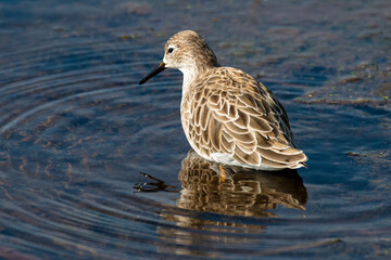 chevalier combattant, Combattant varié, Philomachus pugnax
