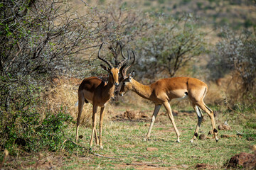 Impala, mâle, Aepyceros melampus