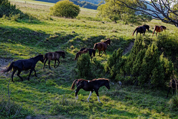 Horses walking uphill after passing river in Beskid Niski mountains area in Poland, Europe. Hucul...