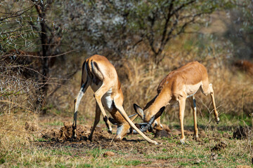 Impala, mâle, Aepyceros melampus
