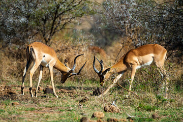 Impala, mâle, Aepyceros melampus