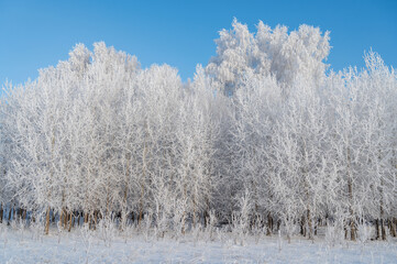 Obraz na płótnie Canvas snow covered trees in winter