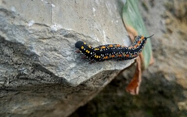 a caterpillar on a rock (macro)