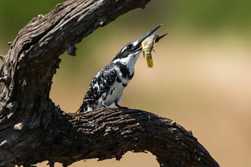 Martin pêcheur pie,.Ceryle rudis, Pied Kingfisher