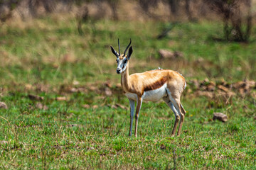 Springbok, Antidorcas marsupialis, Afrique du Sud