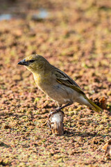 Tisserin intermédiaire,. femelle, Ploceus intermedius, Lesser Masked Weaver