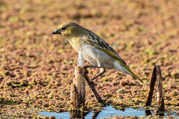 Tisserin intermédiaire,. femelle, Ploceus intermedius, Lesser Masked Weaver