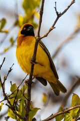 Tisserin intermédiaire, .Ploceus intermedius, Lesser Masked Weaver