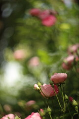 Obraz premium Close-up of garden rose blooming in the summer in the garden