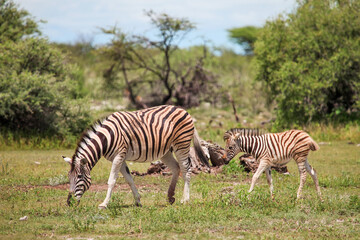 Fototapeta na wymiar Wild zebra with the cub