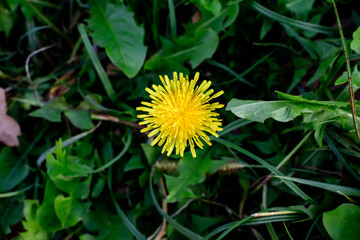Close up of one vivid yellow dandelion or Taraxacum flower in a spring garden on green blurred background.